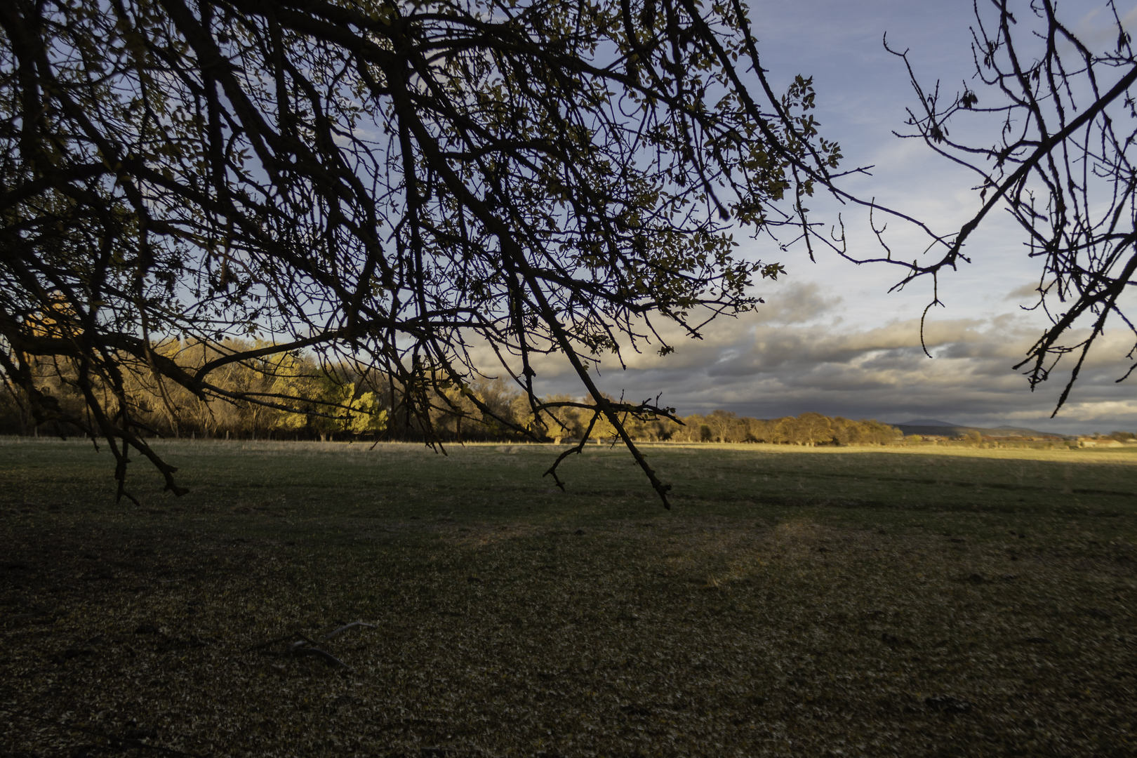 Open green field (c) pmartinasi