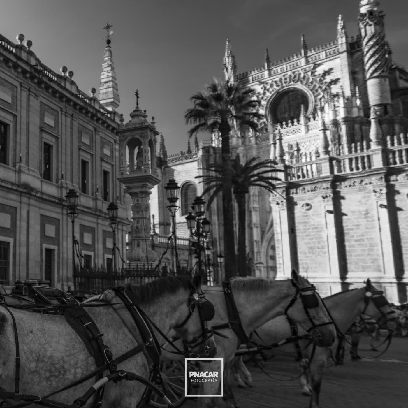 Sevilla's Giralda, with horse riding carriages